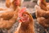 Chicken looking at camera