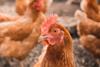 Chicken looking at camera unsplash Copy