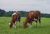 cows grazing pexels cropped