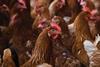 Poultry farm