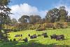 Cattle grazing in a sunny field