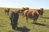 Cattle in Field