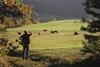 iStock Farmer looking at Cattle