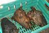 Unfit meat found by Southwark Council