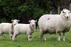 HCC Lamb prices Copy