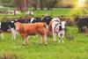 Livestock cattle