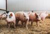 QMS Pig Sector image cropped credit QMS