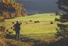 iStock Farmer looking at Cattle