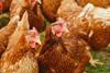 Chickens