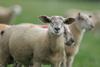 LMC reports strong market for lamb May 2026