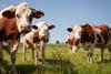 cows in field