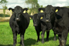 Calf Registrations LMC NI Copy