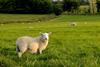 Sheep grazing