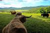 Cattle grazing in a field.