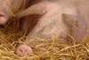 NFU Scotlands pork shelf watch will establish which supermarkets are standing by British pig farmers