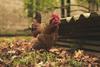 the hen 2890672