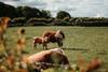 Cow and calf