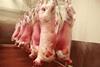 Abattoir IngImage cropped