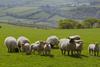 Pilgrims Lamb confirms support for NSA events