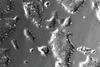 Stem cells from livestock