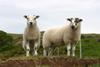 The United States Department of Agriculture plan will relac their lamb export restrictions.