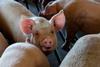Pigs