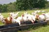 Rhug Organic Chickens in Trough