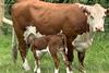 HCC20066 New Data Reveals Rising Beef Calf Numbers 2