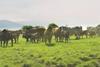 Cattle in field  1