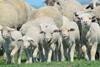 Herd of sheep and lambs on field