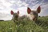 Two pigs are in the centre of the frame, standing in the grass. One is leaning towards the camera.