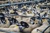 sheep 678196 1920
