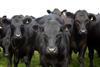 According to QMS: "It seems likely then that Scottish and GB cattle finishers are benefiting from the multiple retailers’ commitments to British beef made at the time of the horsemeat debacle."