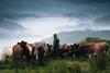 Stirlingshire Monitor Farmer, Bruce Duncan with his cattle on his farm in Inveruglas, looking onto Loch Lomond.