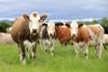 LMC Beef cattle