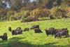 Cattle grazing in a sunny field