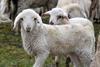 Lamb