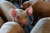 Pigs