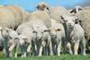 Herd of sheep and lambs on field