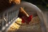 Chicken eating feed