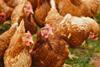 Chickens