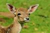 roe deer 1586373 1920
