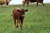 calf 433000 1920