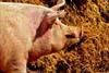 pig 2482899 1920 1