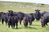 Hill cattle and calves
