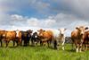 Several factors are expected to cause global cattle and beef prices to stay subdued in 2016.