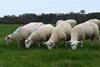 Lambs reared on grass contain higher levels of protein based amino acids