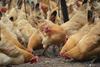 Chickens pecking the ground