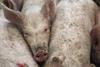 pig industry crisis