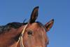 horse-473093_1280-m